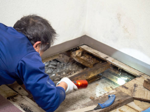 Best Kitchen Mold Remediation in South Pekin, IL