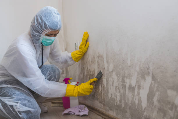 Best Bathroom Mold Remediation in South Pekin, IL