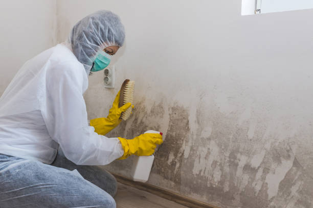 Best Residential Mold Remediation in South Pekin, IL