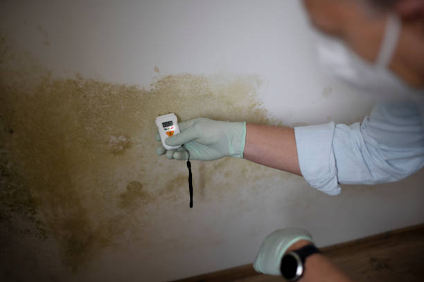 Best Residential Mold Remediation in South Pekin, IL