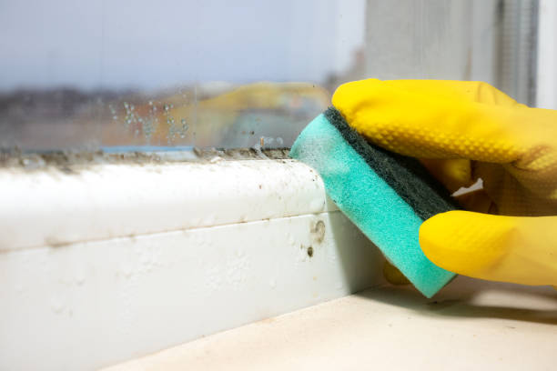 Best Basement Mold Remediation in South Pekin, IL