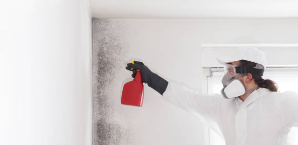 Best Post-Flood Mold Remediation in South Pekin, IL