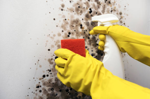 Best White Mold Remediation in South Pekin, IL