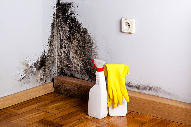 Best Attic Mold Remediation in South Pekin, IL