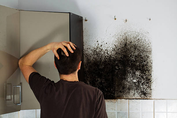 Best Mold Remediation for Specific Building Types in South Pekin, IL